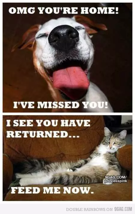 Hilarious Animal Pictures 009