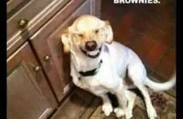 The Funniest Animal Pictures Ever 015