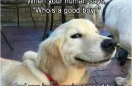 Very Funny Animal Pictures 017