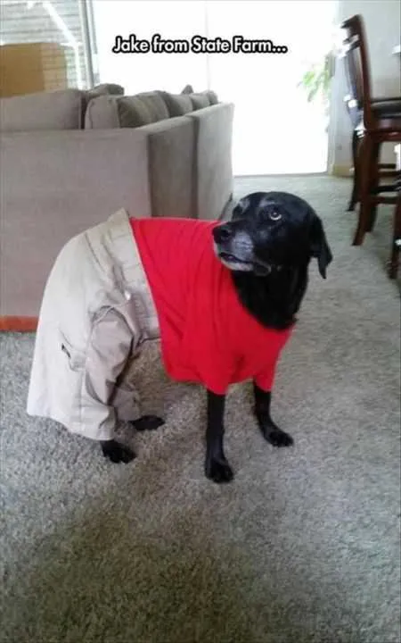 39 Super Hilarious Pictures 038