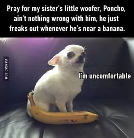 Funniest Animal Pics Ever 035