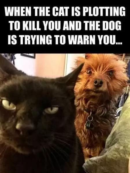 Funny Animal Pictures That Will Make Your Day 003