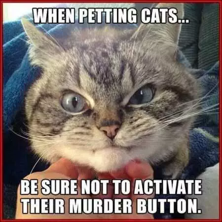 Funny Animal Pictures That Will Make Your Day 006