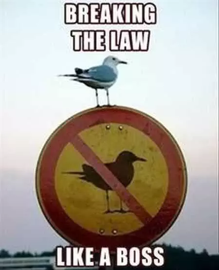 Funny Animal Pictures That Will Make Your Day 012