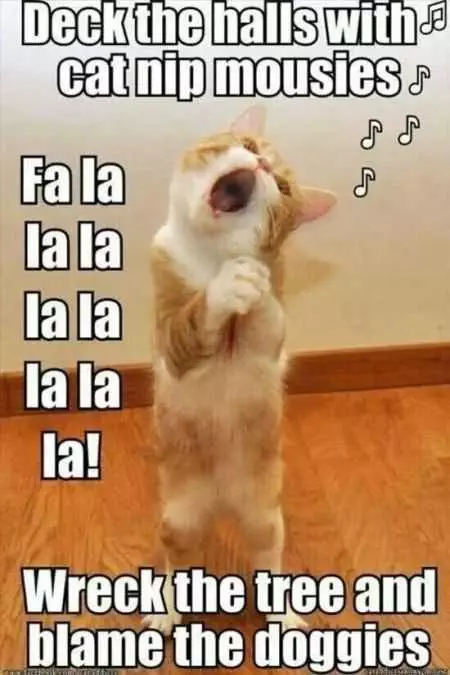 Funny Animal Pictures That Will Make Your Day 014
