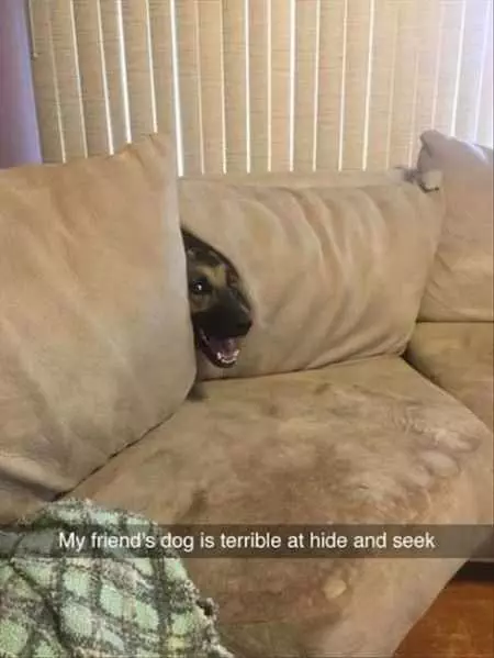 Funny Animal Pictures That Will Make Your Day 015