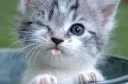 Funny Animal Pictures That Will Make Your Day 036