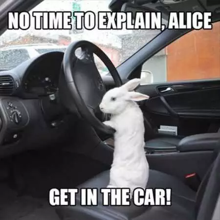 Funny Photo Of A Rabbit Standing On Car Seat Holding Steering Wheel Captioned &Quot;No Time To Explain, Alice&Quot; Get In The Car!