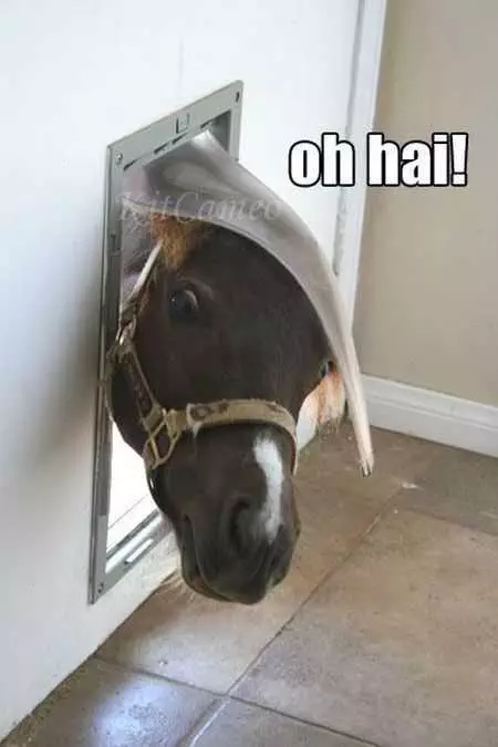 A Photo Of A Horse Sticking His Head Through A Dog Door Captioned &Quot;Oh Hai!&Quot;