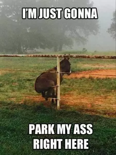 Funny Pictures About A Donkey Sitting On A Fence With Caption I'M Just Gonna Park My Ass Right Here.