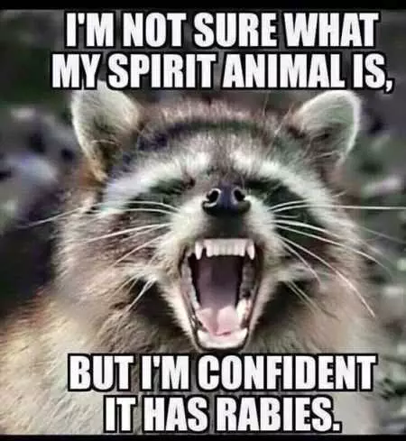 A Picture Of A Racoon With Its Mouth Wide Open Captioned I'M Not Sure What My Spirit Animal Is, But I'M Confident It Has Rabies.