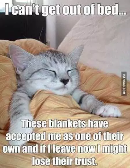 A Cat With Eyes Closed And A Satisfied Smile Tucked Into Bed With Caption: I Can'T Get Out Of Bed... These Blankets Have Accepted Me As One Of Their Own And If I Leave Now I Might Lose Their Trust.