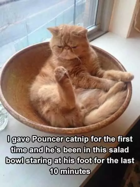 A Funny Pictures Showing The Result Of An Owner Giving His Cat Catnip For The First Time.