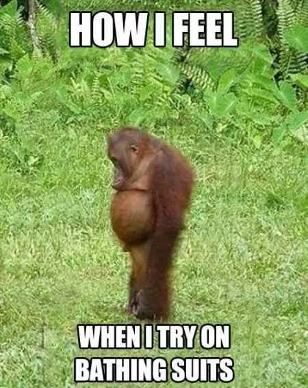 A Funny Picture Of A Chimp With A Pot Belly And A Sad Face Captioned How I Feel When I Try On Bathing Suits.