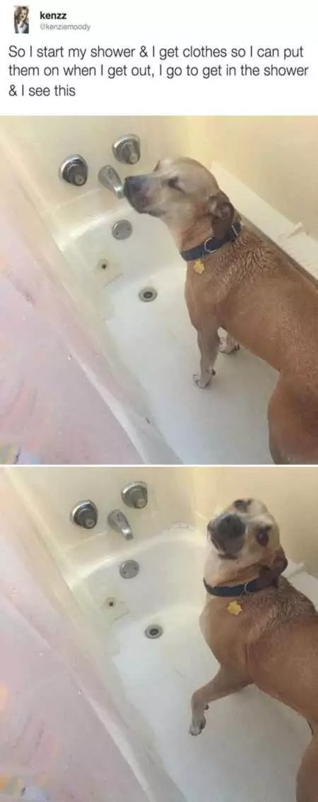 2 Funny Pictures Of A Dog Sneaking Into A Shower While Its Owner Leaves Shower Running To Get Clothes.