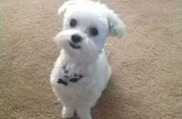 Great Funny Animals Pictures 0015