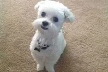 Great Funny Animals Pictures 0015