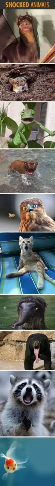 Great Funny Animals Pictures 0024