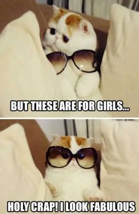 Great Funny Animals Pictures 0029