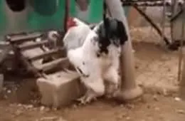 Biggest Rooster Ever Featured