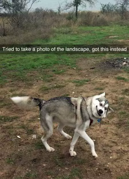 New Funny Animal Pictures Youre Going To Love 2004