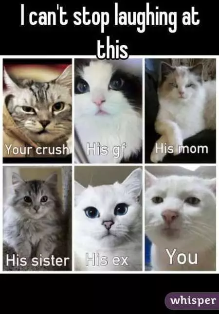 New Funny Animal Pictures Youre Going To Love 2005