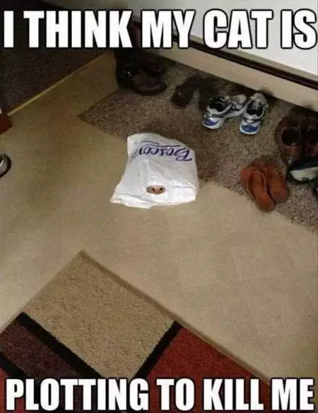 New Funny Animal Pictures Youre Going To Love 2006