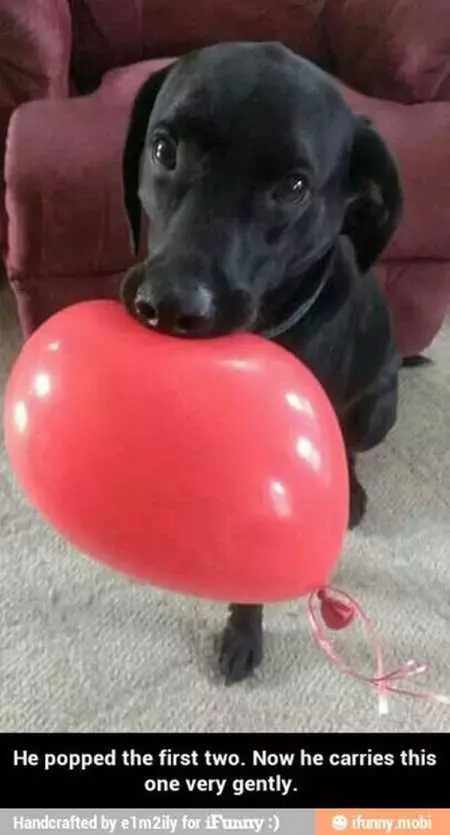 New Funny Animal Pictures Youre Going To Love 2008