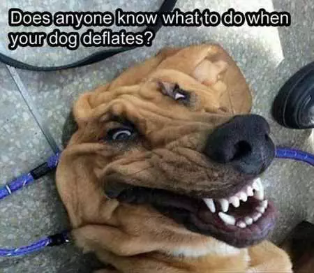 New Funny Animal Pictures Youre Going To Love 2010