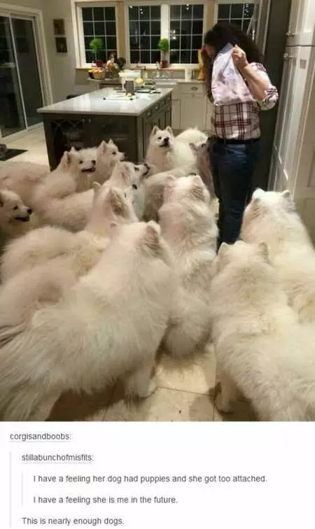 New Funny Animal Pictures Youre Going To Love 2012