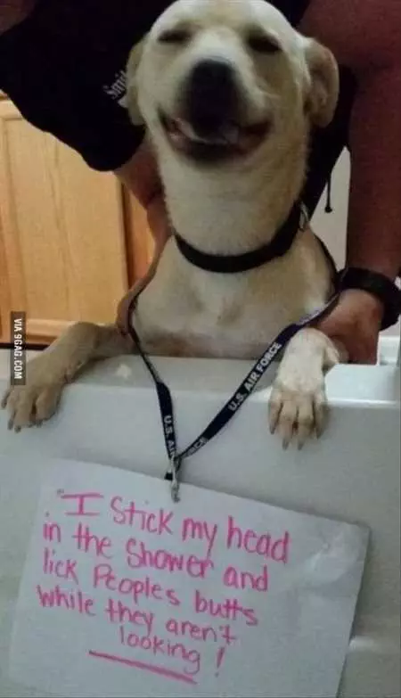 New Funny Animal Pictures Youre Going To Love 2013