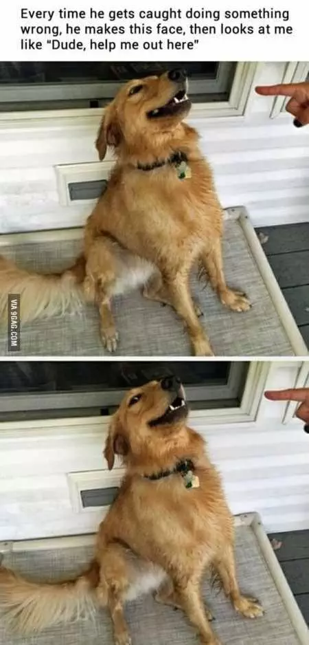 New Funny Animal Pictures Youre Going To Love 2014