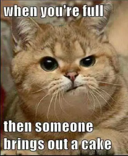 New Funny Animal Pictures Youre Going To Love 2015