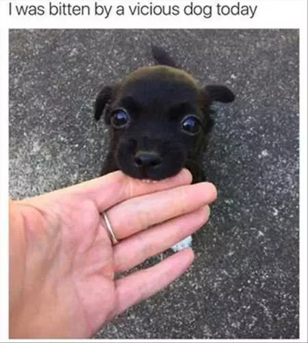 New Funny Animal Pictures Youre Going To Love 2017