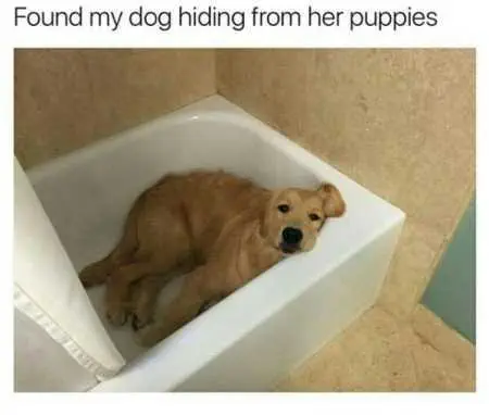 New Funny Animal Pictures Youre Going To Love 2018