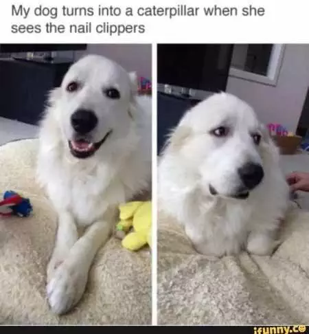 New Funny Animal Pictures Youre Going To Love 2019