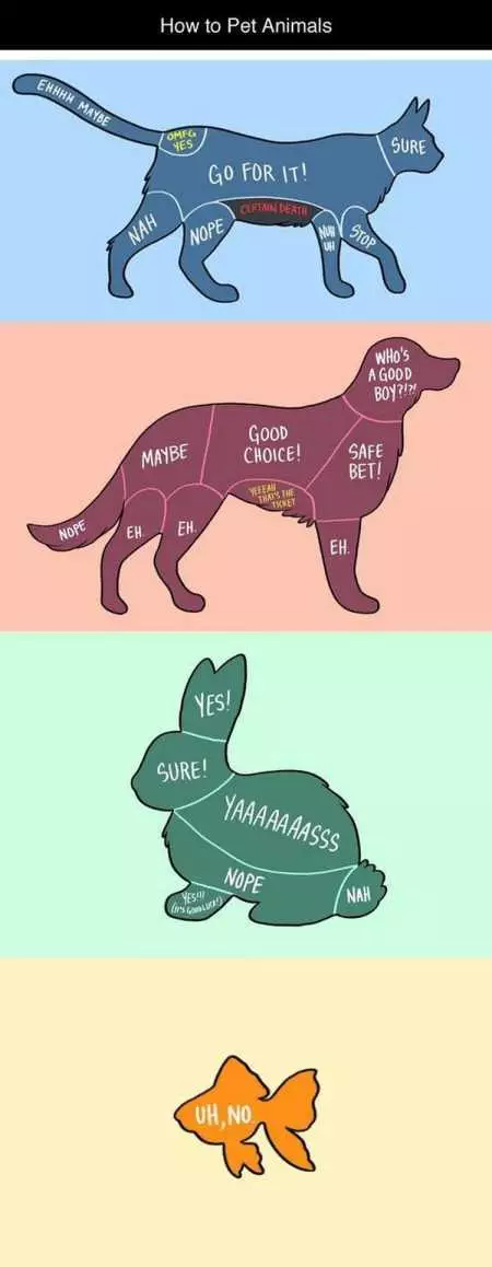 New Funny Animal Pictures Youre Going To Love 2021