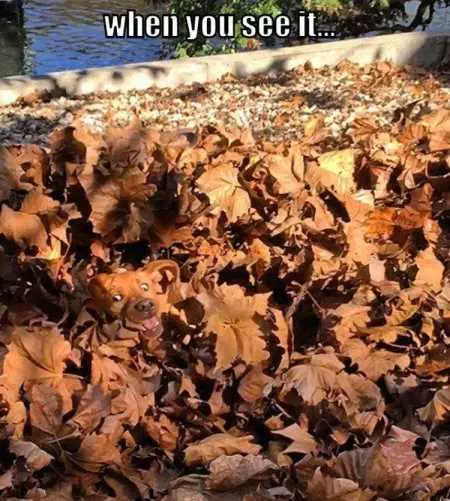 New Funny Animal Pictures Youre Going To Love 2022