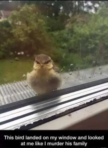 New Funny Animal Pictures Youre Going To Love 2023