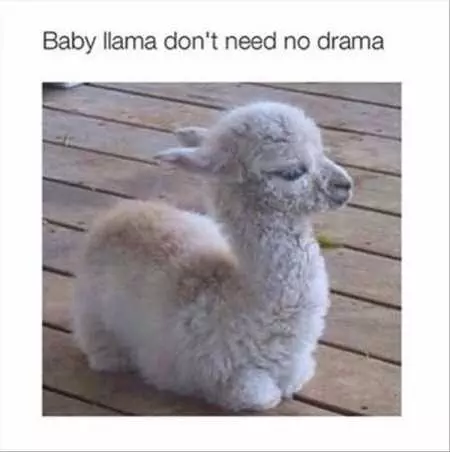 New Funny Animal Pictures Youre Going To Love 2024