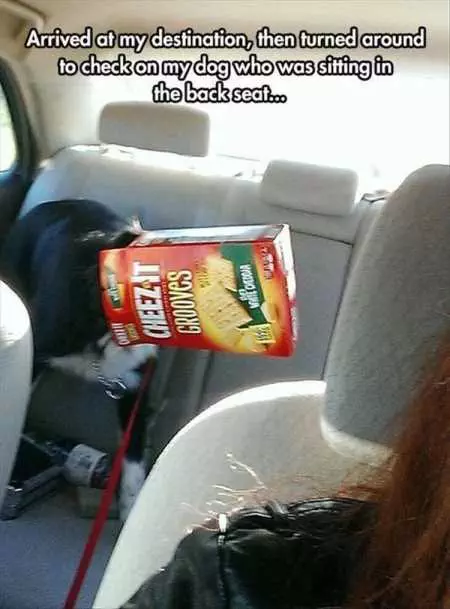 New Funny Animal Pictures Youre Going To Love 2027