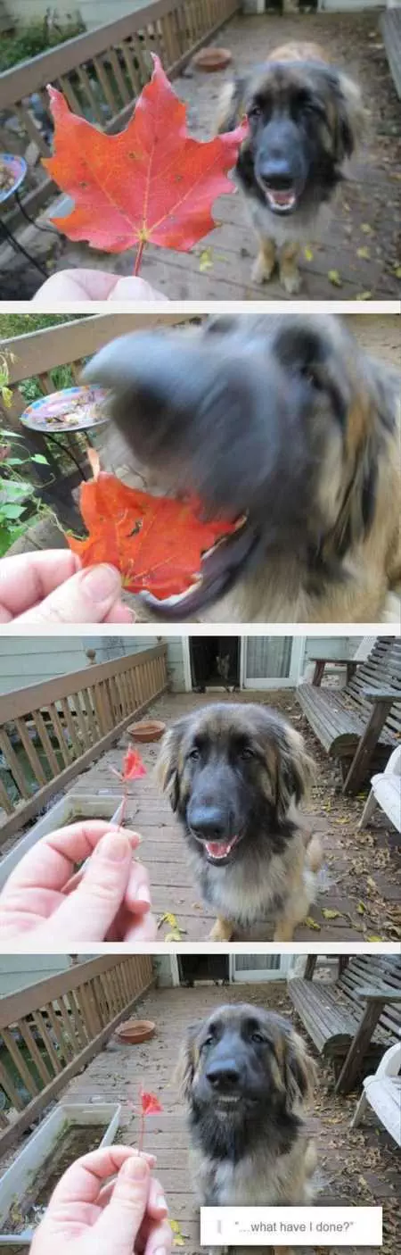 New Funny Animal Pictures Youre Going To Love 2028