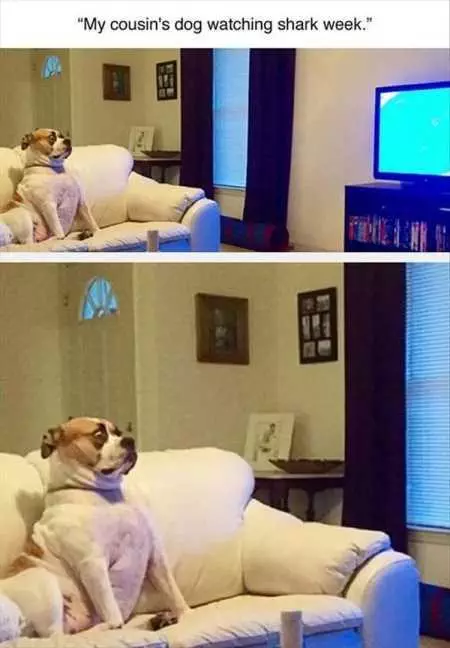 New Funny Animal Pictures Youre Going To Love 2029