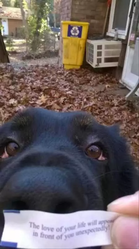 New Funny Animal Pictures Youre Going To Love 2030