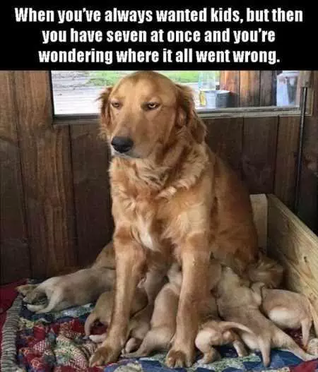 New Funny Animal Pictures Youre Going To Love 2032