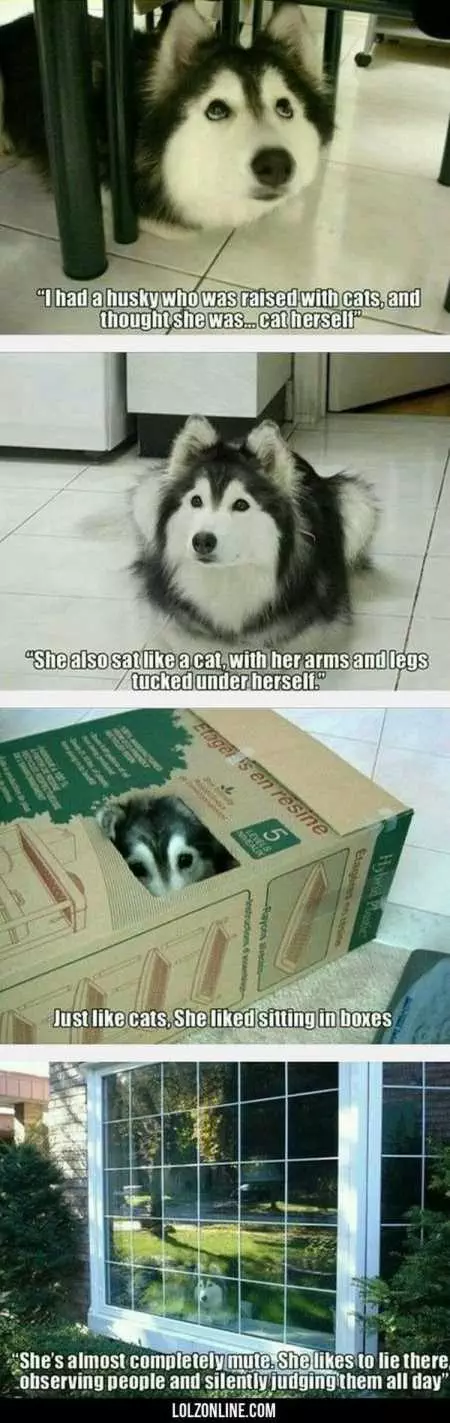 New Funny Animal Pictures Youre Going To Love 2033