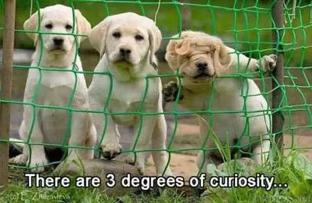 New Funny Animal Pictures Youre Going To Love 2034