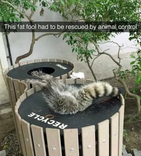 New Funny Animal Pictures Youre Going To Love 2035