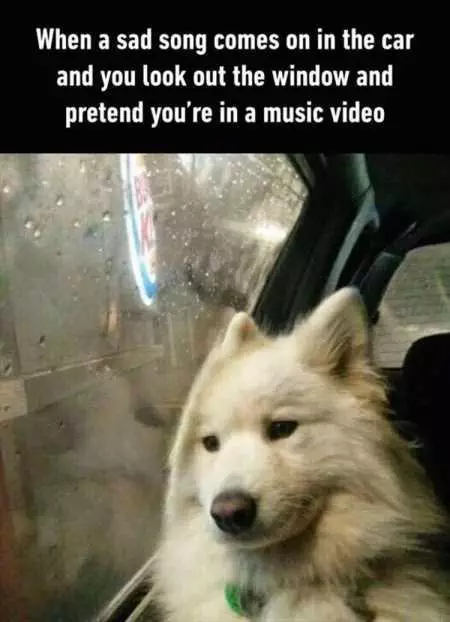 New Funny Animal Pictures Youre Going To Love 2036