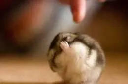 Pretty Hilarious Animal Pictures